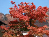 蔵王の美しい紅葉※イメージ