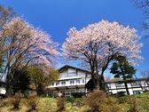 ホテル前の見事な桜