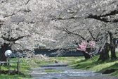ホテルから徒歩約10分 桜の名所 観音寺川桜並木(4月中旬～下旬頃)