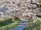 ホテルから徒歩10分桜の名所「観音寺川の桜並木」では桜祭りも開催！