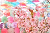 桜と彩傘の競演♪【雪見さくらまつり】3/8～3/31開催