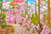 温室の桜とアンブレラスカイ「雪見さくら祭り
は3月8日～3月31日の期間開催♪