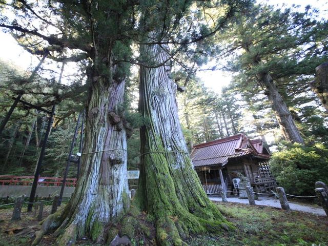 ◆パワースポット【逆さ杉】／樹齢1,500年とも言われる巨大杉