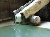 名湯『白旗の湯』は、草津地域でも１０宿でしかお楽しみいただけない希少温泉！！
