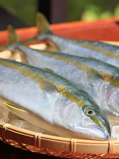 日本海新潟といえば魚と酒とコシヒカリ　海岸線の長い新潟県にはたくさんの漁港があります