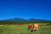 大自然の中、のびのびと育ったジャージー牛から絞る牛乳は甘くて濃厚な味わいです