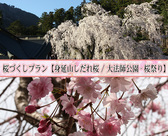 桜プラン【身延山しだれ桜　大法師公園-桜祭り】