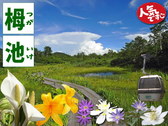 花を楽しみながらの湿原散策・栂池自然園のリフト+入園券付プラン