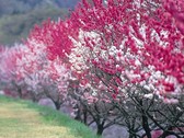 日本一の花桃が咲き誇ります