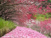 阿智村の花桃（例年4月中旬～）