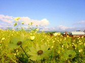 [郡上高原ホテル] 牧歌の里の園内は「お花畑」が広がります！！