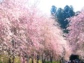 春のしだれ桜は徳山の川根高校の側です。