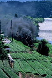 お茶摘みの中を走るＳＬ列車に川根路を想う。