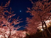【河津桜まつり】 夜桜ライトアップ