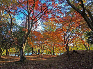 赤く色づいた木々の間を通って、秋の風を全身に感じて。