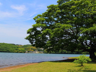 爽やかな緑と湖のコントラストを楽しむ夏の一碧湖