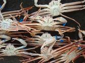 [民宿　わだ]津居山漁港等に水揚げされる松葉蟹です