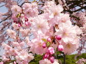 [綿善旅館] 京都の桜の見頃は例年3月下旬～4月上旬です♪
