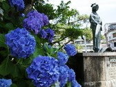 【湯村温泉】夢千代像と紫陽花。例年5月下旬～7月初旬頃（気候により見頃時期は前後）（徒歩圏）