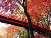【養父神社/紅葉】赤い橋、黄色・橙・赤に染まる葉（当館より車約１時間）写真提供：養父神社