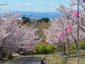 [小豆島ふるさと村 宿泊3施設「国民宿舎小豆島」「公共の宿ふるさと荘」「ファミリーロッジ」] 城山桜公園へとつづく遊歩道にはたくさんの桜の木があります！