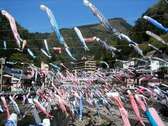 杖立温泉の四月五月の風物詩　こいのぼり
鯉のぼり祭り開催中は３５００匹の鯉が杖立川の上を泳ぎます