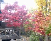 [露天風呂付貸別荘  Cottage　柊] 紅葉真っ盛りの「花水季」の外観