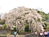 樹齢300年の大原大枝垂れ桜