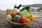 【旬菜旬消】ソラージュの地場野菜たち