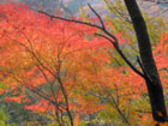 寸又峡周辺の散策にはもみじがいっぱいあります。