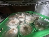 孵まれたばかりのクワガタの幼虫達。